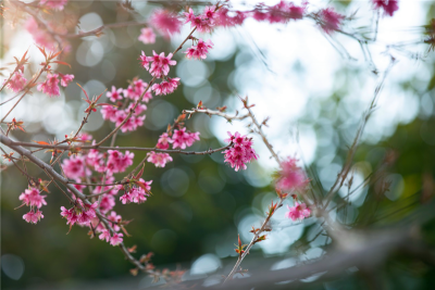 【美景】普洱学院樱花簇簇霞  满园春芽细细发
