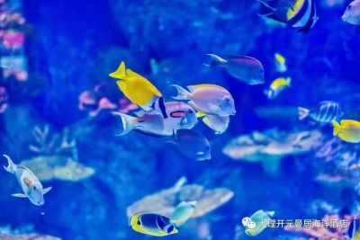 大理这个网红酒店跻身抖音旅行榜第一，快来打卡！