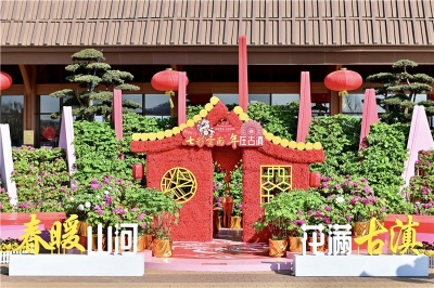 年在古滇 | 10万洛阳牡丹在古滇名城绽放  还有……