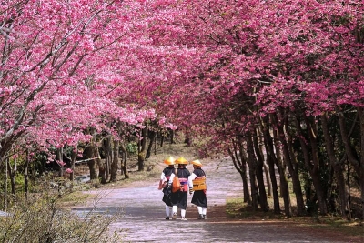 “樱为有你，绽放磨盘”，新平磨盘山赏花节邀您共赴春光！
