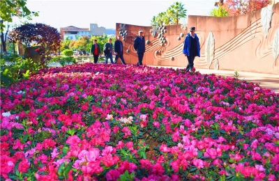就地过大年 弥勒全城花海迎新春