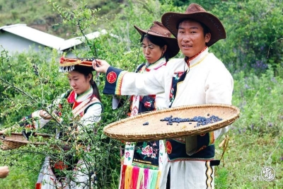 脱贫攻坚的云南答卷丨迪庆团结奋斗共同富裕