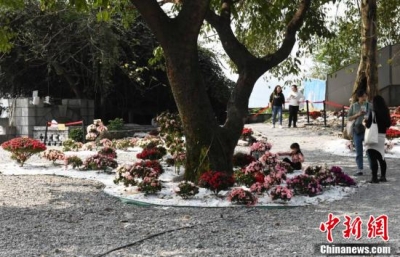 重庆废弃垃圾场变身“荒野花园”成网红打卡地