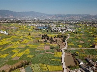 图集 | 油菜花的春天