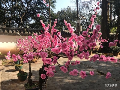 通海秀山：最是一年春好处 寻春赏花正当时