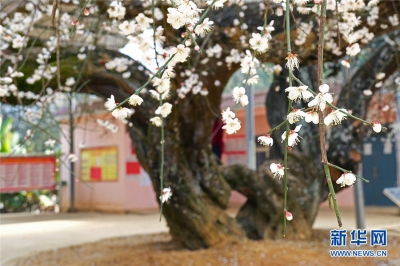 立春到 云南个旧百年古梅花满枝