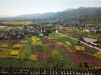 图集 | 油菜花的春天