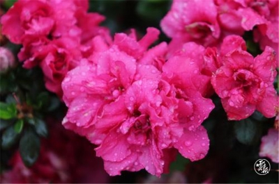 春城迎来第一场春雨