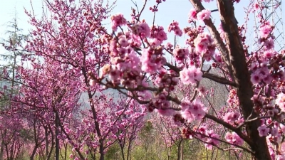 新春赏花正当时 带你看大理“花花世界”