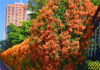 就地过大年 弥勒全城花海迎新春