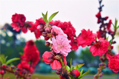 云南弥勒：桃花吐艳贺新春