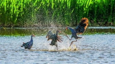 绝美图集丨大理剑湖：诗情画意 生命如歌！
