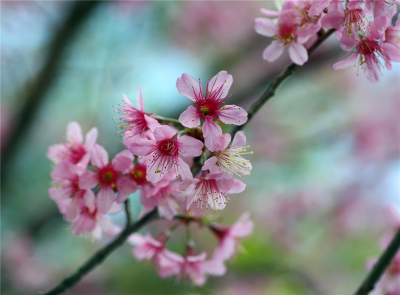 【美景】普洱学院樱花簇簇霞  满园春芽细细发
