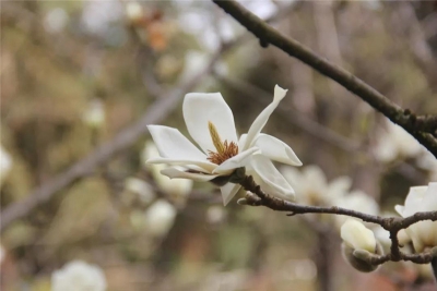 【在红河过年】初二宜赏花 红河州鲜花盛开春意浓！