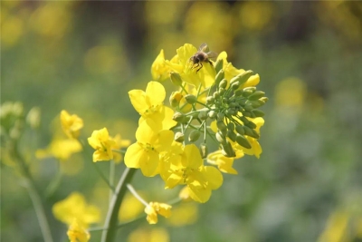 【在红河过年】初二宜赏花 红河州鲜花盛开春意浓！