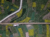 图集 | 油菜花的春天