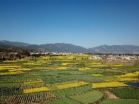 图集 | 油菜花的春天