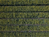 图集 | 油菜花的春天