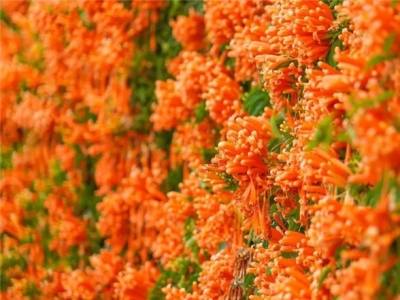 【在红河过年】初二宜赏花 红河州鲜花盛开春意浓！