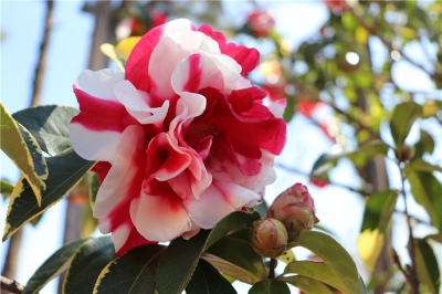新春赏花正当时 带你看大理“花花世界”