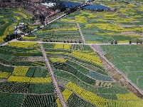 图集 | 油菜花的春天