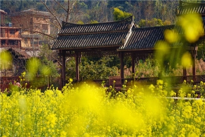 “太守”发朋友圈：桃花源找到了，在坝美！明天开放！