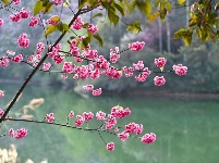 图集丨云南双柏：春日查姆湖美如画