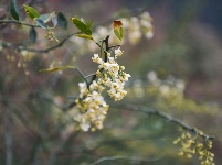 图集 | 青刺果花--寒冬花盛开，春来果实熟