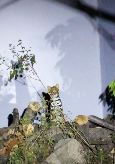 COP15｜野生豹猫现身云南高黎贡山百花岭村