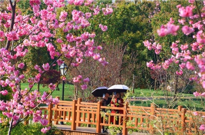 弥勒：三月春樱压枝头 同赴一场樱花雨