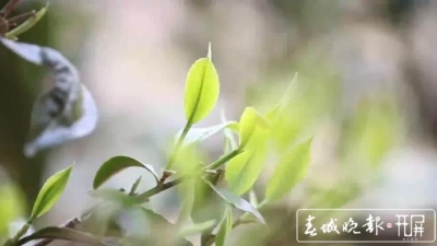 冰岛古树春茶暂未大面积开采，毛茶价格约37000-38000元/公斤