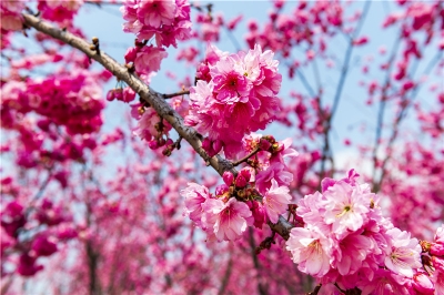   花朝节之樱花季   古滇邀您来赏花