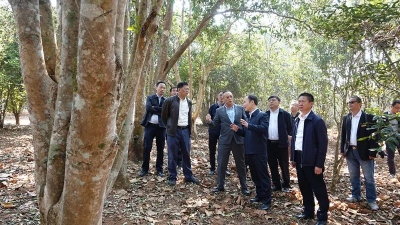 云南省副省长张治礼到金孔雀旅游集团大益庄园茶科所“国家种质大叶茶树源圃”调研