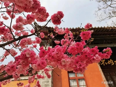 玉溪春色丨通海圆明寺：满园春色，静待花香