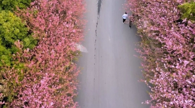 玉溪春色丨冬去春来，秀山海棠花又开！