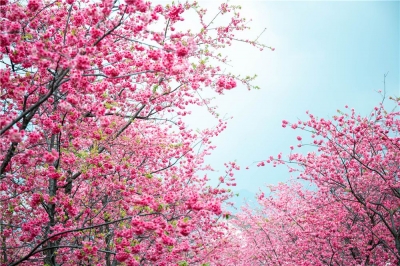 大理三月赏花地图 带你去看醉美春色
