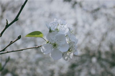 天青色等烟雨，我在个旧加级寨梨花谷等你……