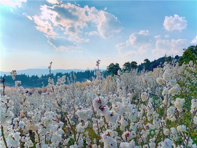 老阴山漫天飞舞的樱花 与你一个未醒的梦