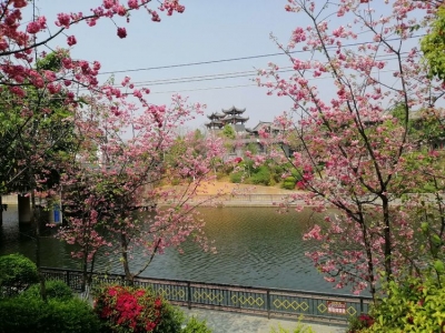楚雄永定河畔春色美