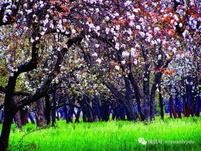 春暖花开，洱源的这份赏花地图请您收藏