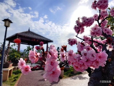 玉溪春色丨通海杞麓湖畔：“梅花朵朵娇，花桩百样殊”