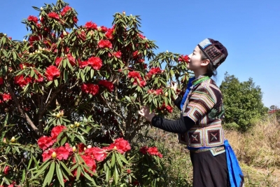 玉溪春色 | 元江阿朴迷楚神山马缨花如约盛开
