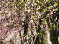 图集 | 西华公园海棠花开正盛