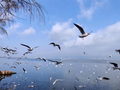 玉溪春色丨通海杞麓湖畔：“梅花朵朵娇，花桩百样殊”