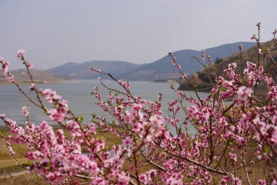 美！大理鸡足山下桃花开