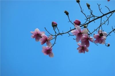 阳春三月 大理漕涧分水岭滇藏木兰花正艳