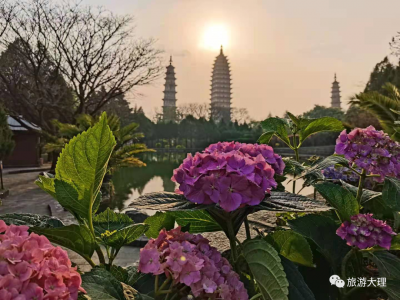 春暖花开，大理三塔的花花等你来拍照打卡！