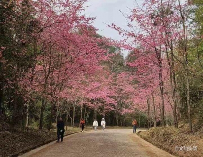 “樱花烂漫时，相约春天里” ——“玉溪人游玉溪”首发团启程