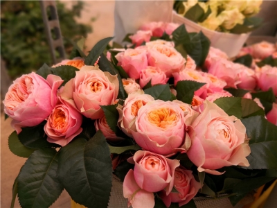 红玫瑰价格涨5倍！“女神节”昆明花市“群涨价”