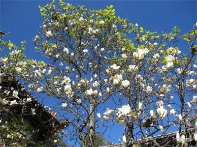 玉溪春色丨通海圆明寺：满园春色，静待花香